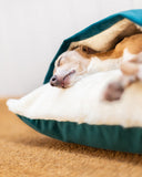 Dog sleeping in a cave bed style dog snuggle bed with a teal velvet outer cover and cream lining with a blurred background