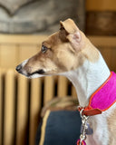 Fawn and white Italian Greyhound dog with a bright pink collar sitting indoors.