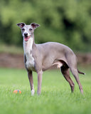 Blue Italian Greyhound dog with white markings with his mouth open standing on grass with a blurred background.