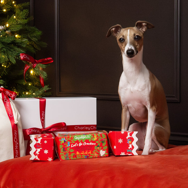 Italian Greyhound dog sitting on a red and orange velvet dog bed mattress with a dog treat filled christmas cracker  next to Christmas presents and a decorated Christmas tree.