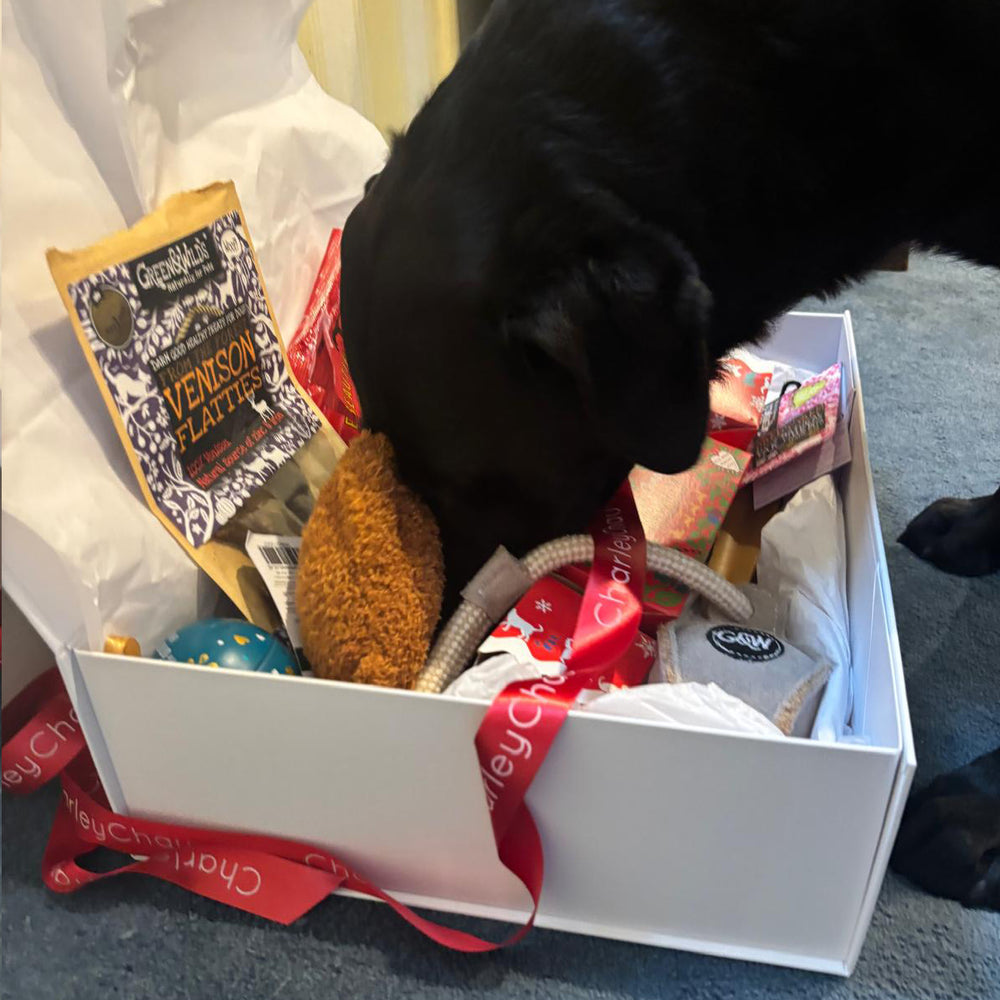 Black Labrador dog sniffing a Charley Chau Christmas Gift Box filled with dog toys and dog treats