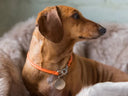 Miniature Dachsund dog wearing a fine orange leather house collar with dog tag sitting in a plush faux-fur bed.