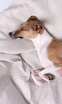 A brown and white dog sleeping very cosy and cool on a beige, cooling cotton dog blanket with a mini-waffle texture.