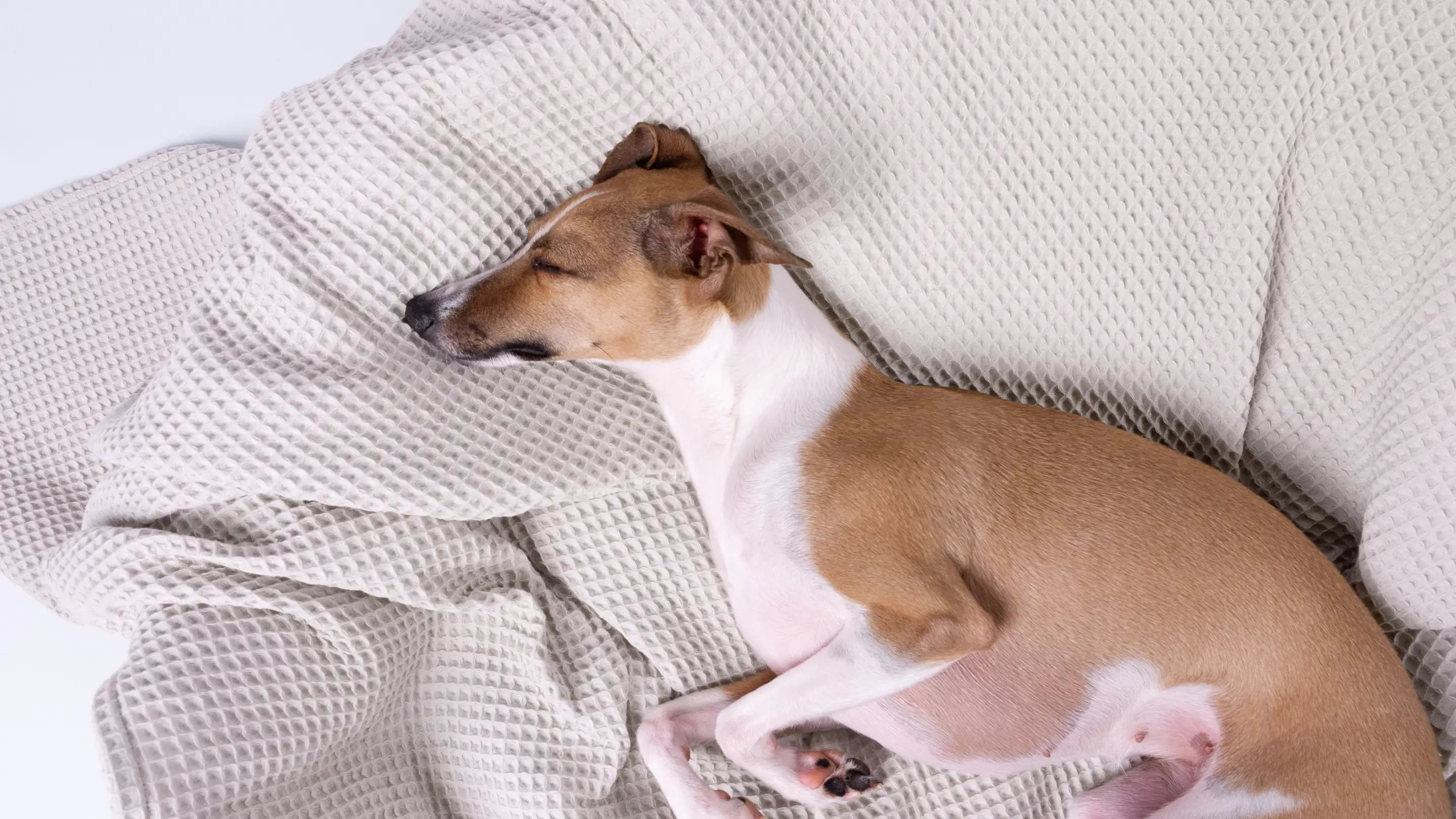 A brown and white dog sleeping very cosy and cool on a beige, cooling cotton dog blanket with a mini-waffle texture.