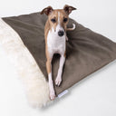 A fawn and white Italian Greyhound Dog sitting on top of a luxurious sleeping bag style dog bed made with a brown velour and a cosy cream faux-fur fleece lining on a white background.