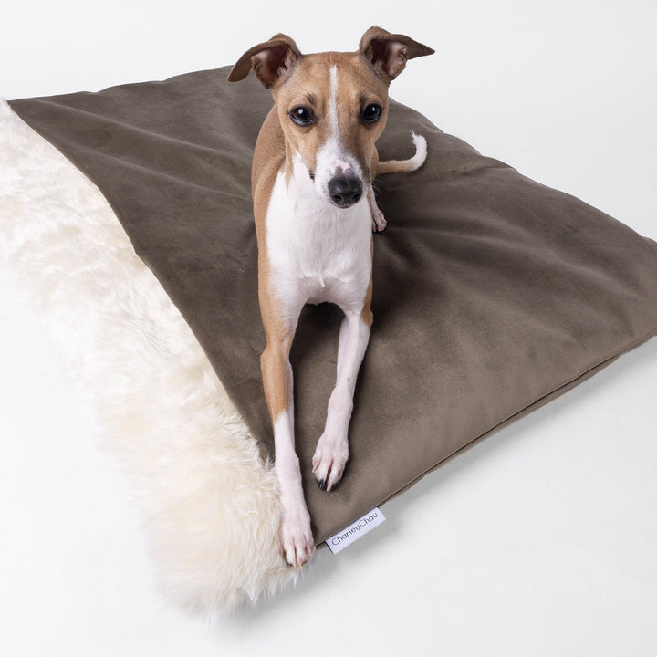 A fawn and white Italian Greyhound Dog sitting on top of a luxurious sleeping bag style dog bed made with a brown velour and a cosy cream faux-fur fleece lining on a white background.
