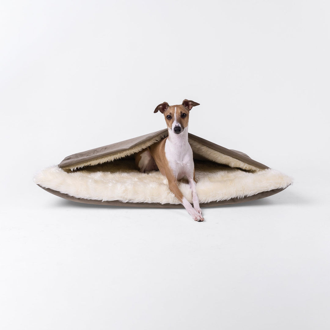 A fawn and white Italian Greyhound Dog sitting in a luxurious sleeping bag style dog bed made with a brown velour and a cosy cream faux-fur fleece lining on a white background.