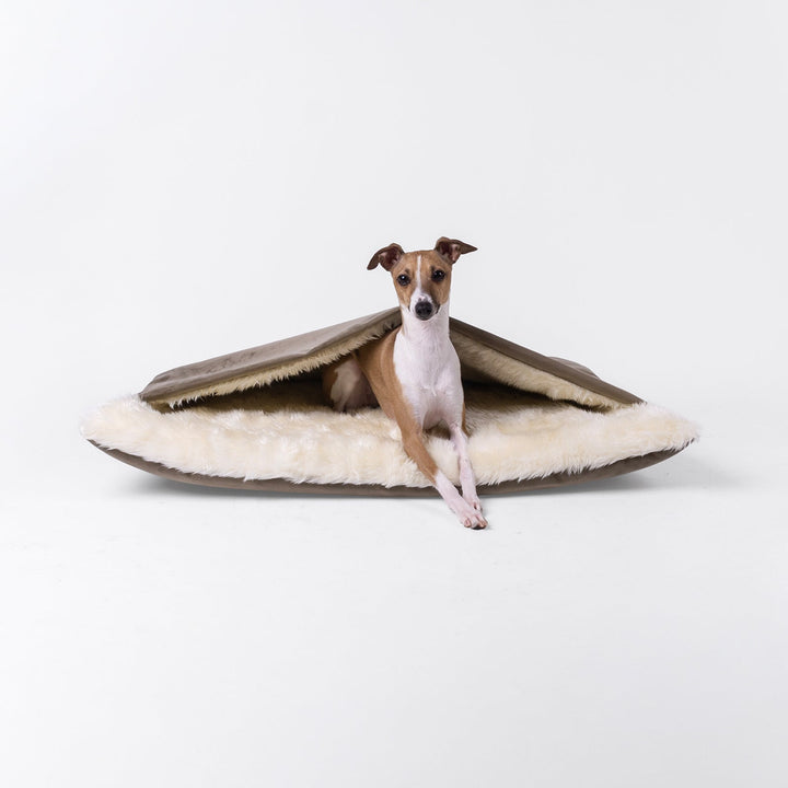 A fawn and white Italian Greyhound Dog sitting in a luxurious sleeping bag style dog bed made with a brown velour and a cosy cream faux-fur fleece lining on a white background.
