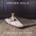 An Italian Greyhound dog sitting up in a luxurious sleeping bag style dog bed made with a brown velour with a cosy cream faux-fur fleece lining on an oak wooden floor with a panelled wall backdrop in a deep brown.