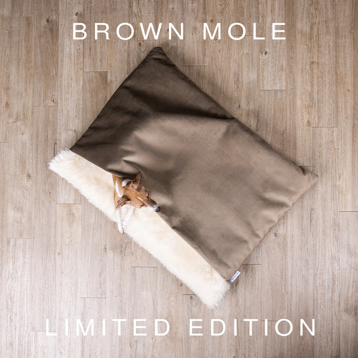 A luxurious sleeping bag style dog bed made with a brown velour and a cosy cream faux-fur fleece lining with the head and paws of a fawn and white coloured Italian Greyhound dog peeping out on an oak wooden floor.