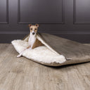 An Italian Greyhound dog sitting up in a luxurious sleeping bag style dog bed made with a brown velour with a cosy cream faux-fur fleece lining on an oak wooden floor with a panelled wall backdrop in a deep brown.