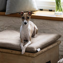Small Italian Greyhound dog sitting on a beige coloured luxury dog travel mat on top of a wooden trunk in a home setting