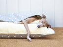 Dog looking cool and comfortable lying in a sleeping bag style luxury dog Snuggle Bed by designers Charley Chau with a pale grey polka dot outer cover and plush cream faux-fur fleece lining with a white wall in the background.