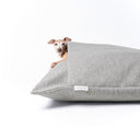 Close up shot of an  Italian Greyhound dog peeking out from under the cover of a luxury Dog Snuggle Bed by designers Charley Chau, a cave bed style dog bed with a soft supoprtive mattress and a built-in blanket cover, in a scrabble resistant upholstery fabric, on a white background.