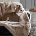 Fawn and white italian Greyhound dog sitting on a luxurious, cosy, beige coloured faux-fur dog blanket draped on an armchair in a home setting with a white stone wall in the background.