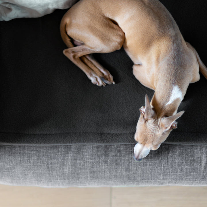Charley Chau Luxury Double Fleece Dog Blanket