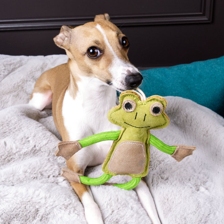 Italian Greyhound Dog sitting on a silver-grey luxury faux-fur dog blanket in a jade green luxury dog bed with a green suede frog-shaped dog toy  hanging from the dog's mouth.