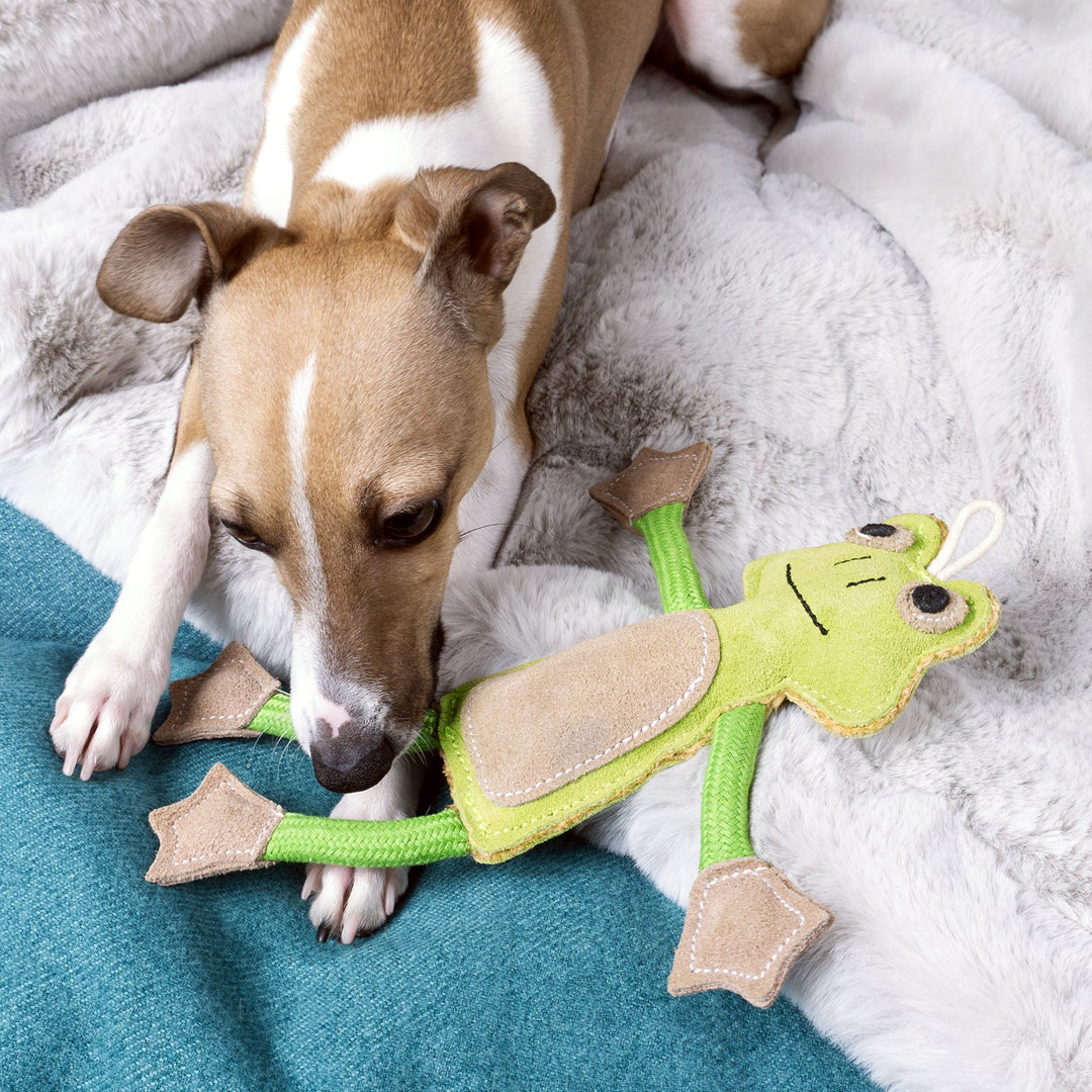 Italian Greyhound Dog lying on a silver-grey luxury faux-fur dog blanket in a jade green luxury dog bed playing with a green suede frog-shaped dog toy.