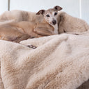Italian Greyhound dog lying on a luxurious golden fawn faux-fur dog blanket