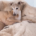 Italian Greyhound dog lying on a luxurious golden fawn faux-fur dog blanket