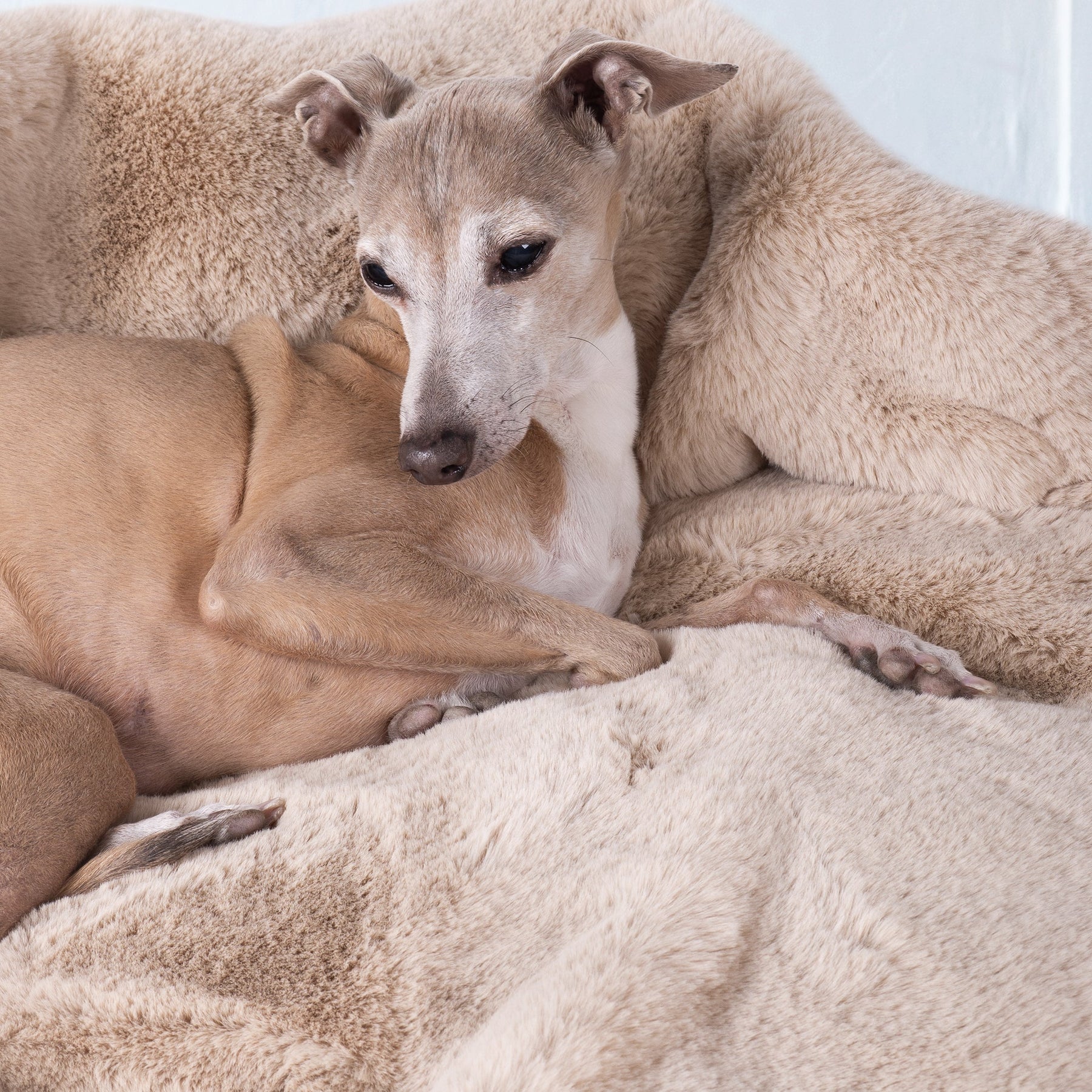 Faux-Fur Fleece Dog Blanket in Golden Fawn – Charley Chau