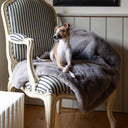 Italian Greyhound dog sitting on a luxurious, soft faux-fur dog blanket in grey taupe on a stylish vintage chair in a cosy room.
