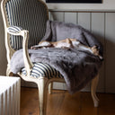 Italian Greyhound dog sleeping on a cosy, soft faux-fur dog blanket in grey on a vintage chair in a cosy room with a wooden floor and wood panelling wall.