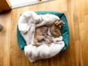 Two dogs lying on a fluffy white faux-fur dog blanket inside a jade green box dog bed on a wooden floor.