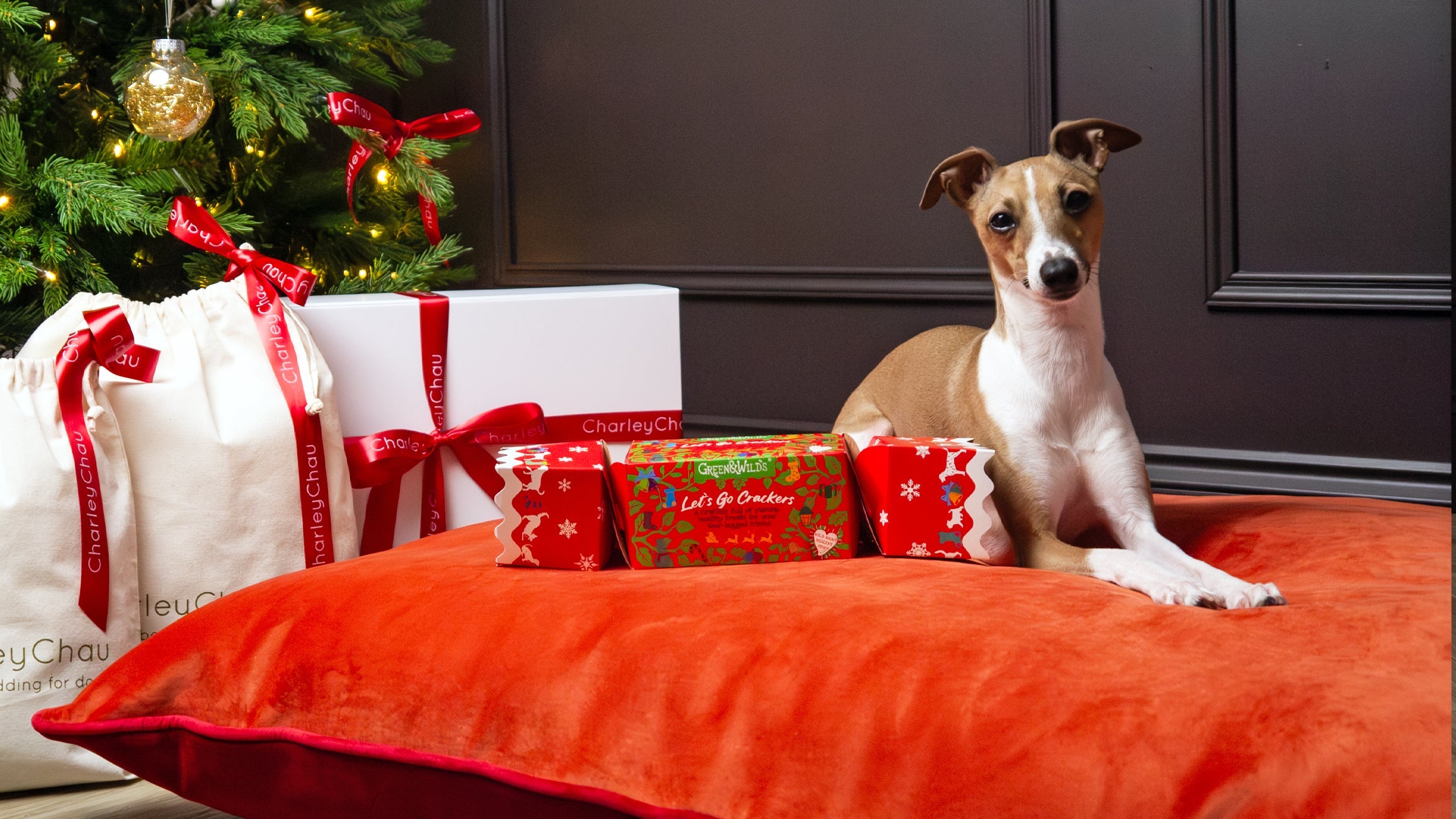 Italian Greyhound Dog sitting on a red and orange velvet dog bed mattress with Christmas presents and a descroated Christmas Tree in the background