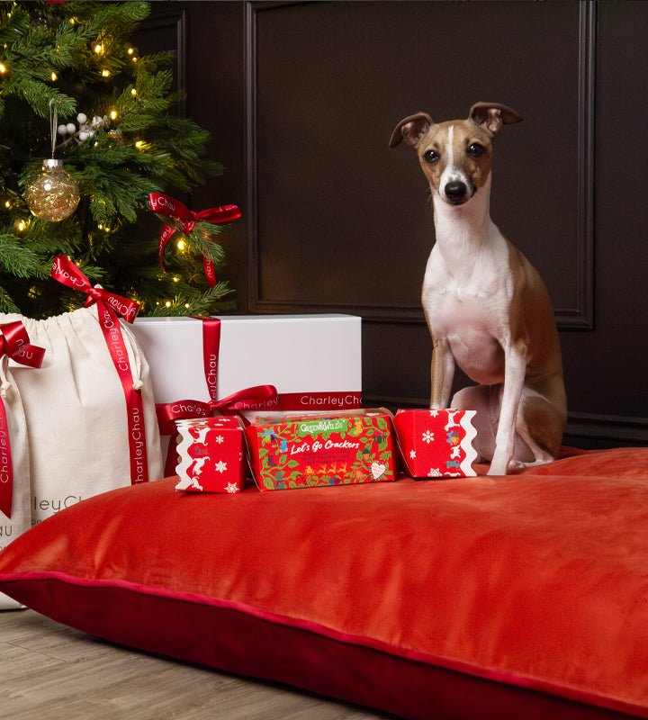 Italian Greyhound Dog sitting on a red  and orange velvet dog bed mattress next to Christmas presents and a festive, decorated Christmas tree.