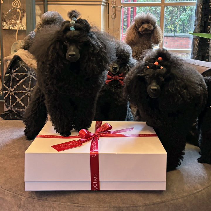 Four black and brown Toy Poodles standing around a white Charley Chau Chrismtas Gift Box tied with reb ribbon.