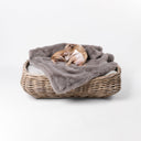 Italian Greyhound dog lying on a rattan dog basket with a grey faux-fur dog blanket, on a white background