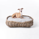 Italian Greyhound dog lying on a rattan dog basket with a pale beige cushion, on a white background