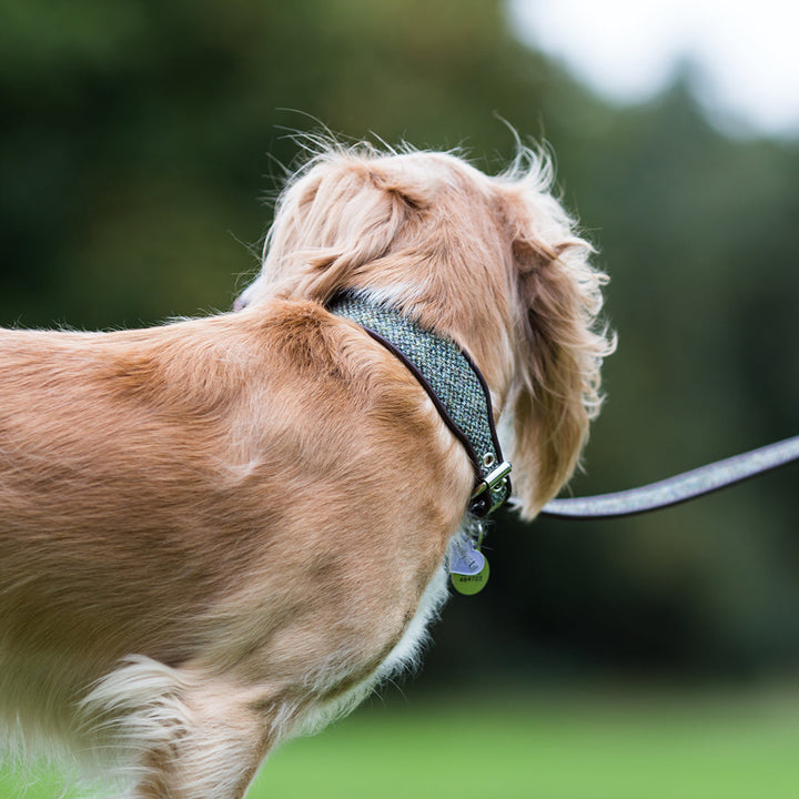 Holly&Lil Harris Tweed Classic Wide Dog Collar
