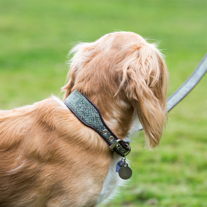 Holly&Lil Harris Tweed Classic Wide Dog Collar