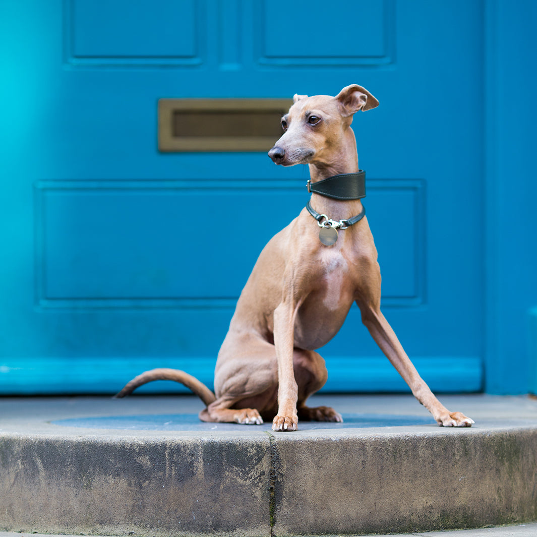 Italian Greyhound Miniature Whippet Teacup Italian Miniature