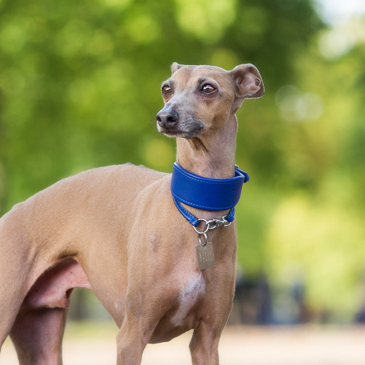 Bespoke Leather Sighthound Dog Collar for Greyhounds, Italian Greyhounds, Whippets and Lurchers