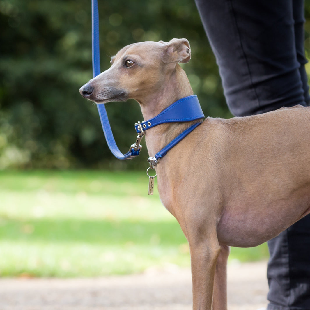 Bespoke Leather Sighthound Dog Collar for Greyhounds, Italian Greyhounds, Whippets and Lurchers