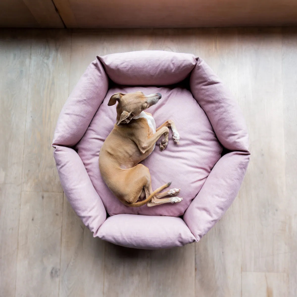 Dog lying comfotable and cool on a pink luxurious donut dog bed on a wooden floor.