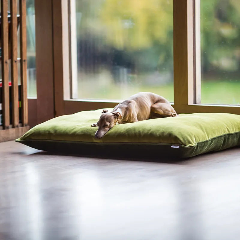 Dog sleeping comfortably on a cool, luxurious green velvet dog bed mattress in front of a window with a blurred outdoor view on a hot, summer day.