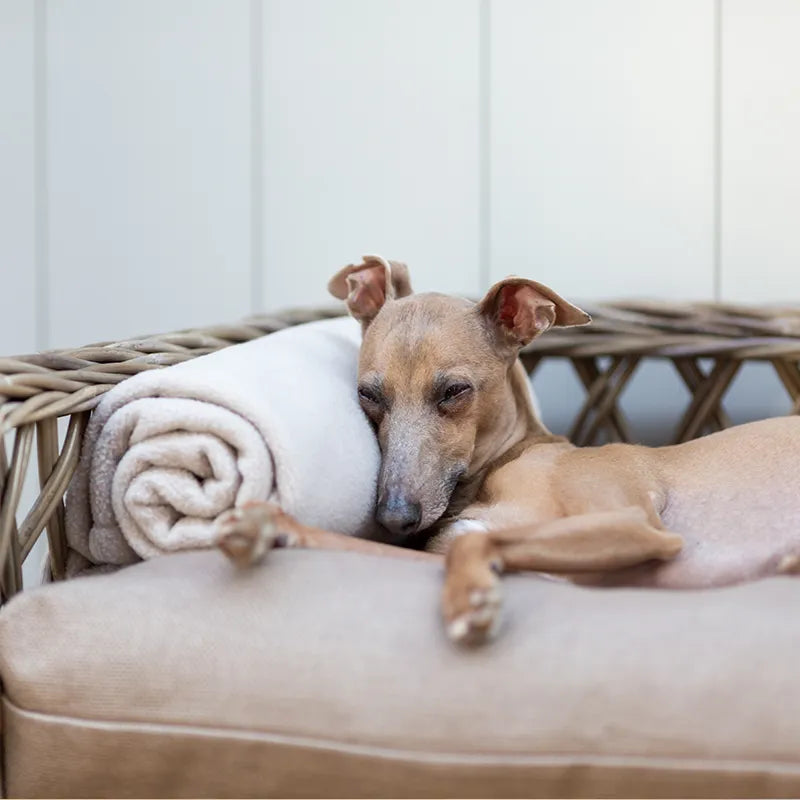 Dog lying in a Rattan Dog Bed with his head resting on a fleece dog blanket rolled up as small cushion.