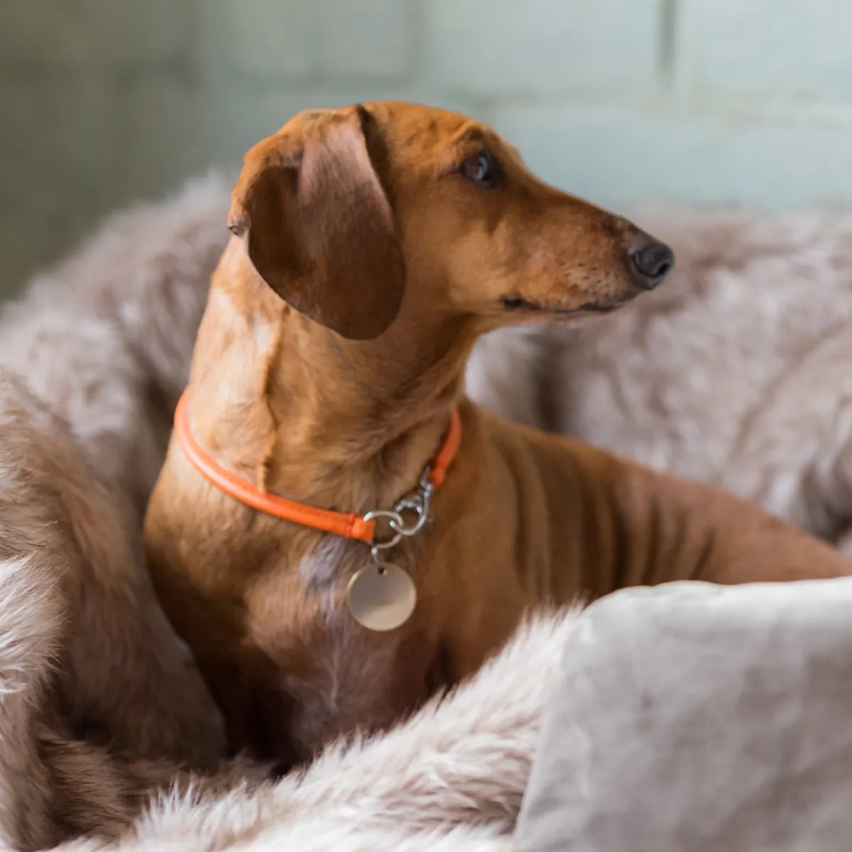 Miniature Dachshund dog wearing a cool and lightweight orange leather house collar sitting on a fluffy blanket.