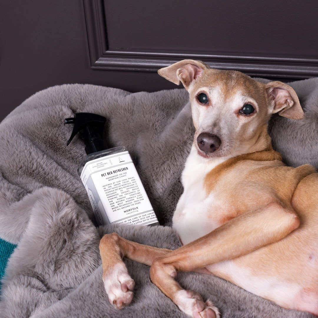 Italian Greyhound dog lying on a gray faux-fur dog blanket with a bottle of aromatherapy Dog Bed Refresher Spray in a clear spray bottle with black nozzle.