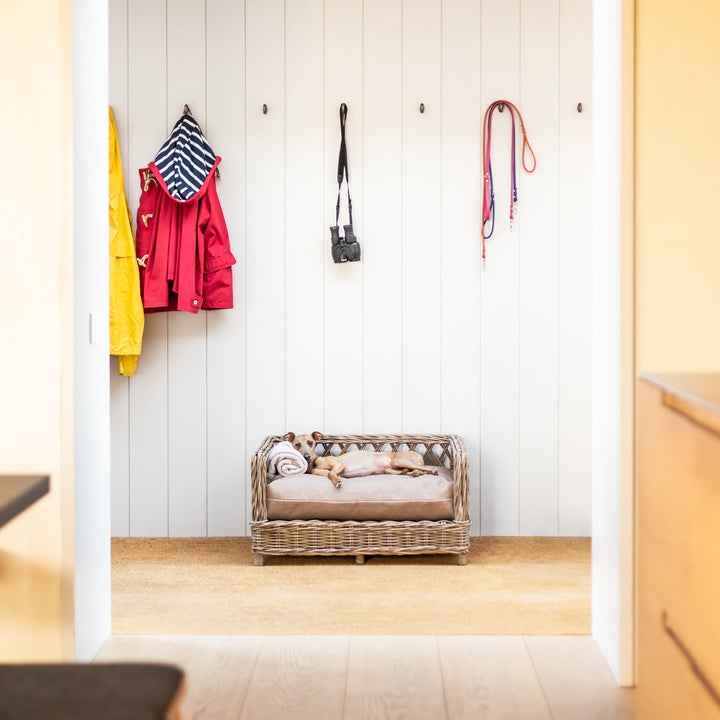 Italian Greyhound lying on a Raised Rattan Dog Bed  in a hallway with a coir matting floor.