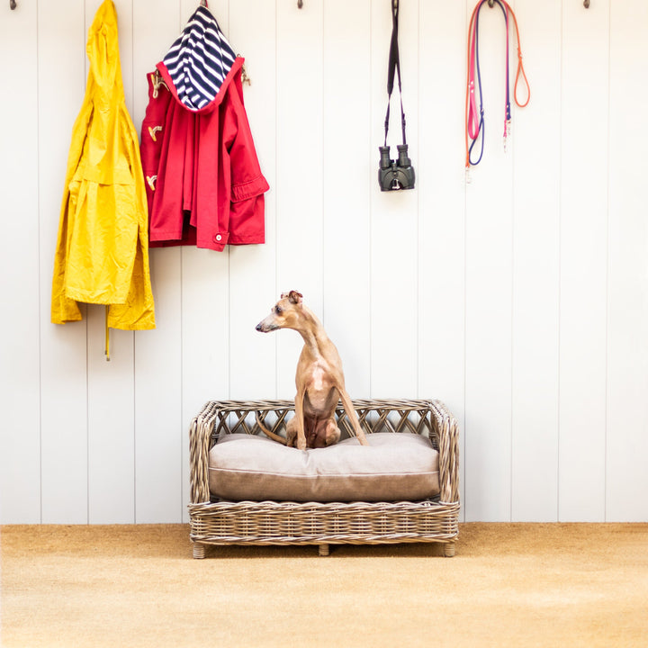 Italian Greyhound dog sitting on  beautiful Raised Rattan Dog Bed, a modern take on a classic wicker dog bed.