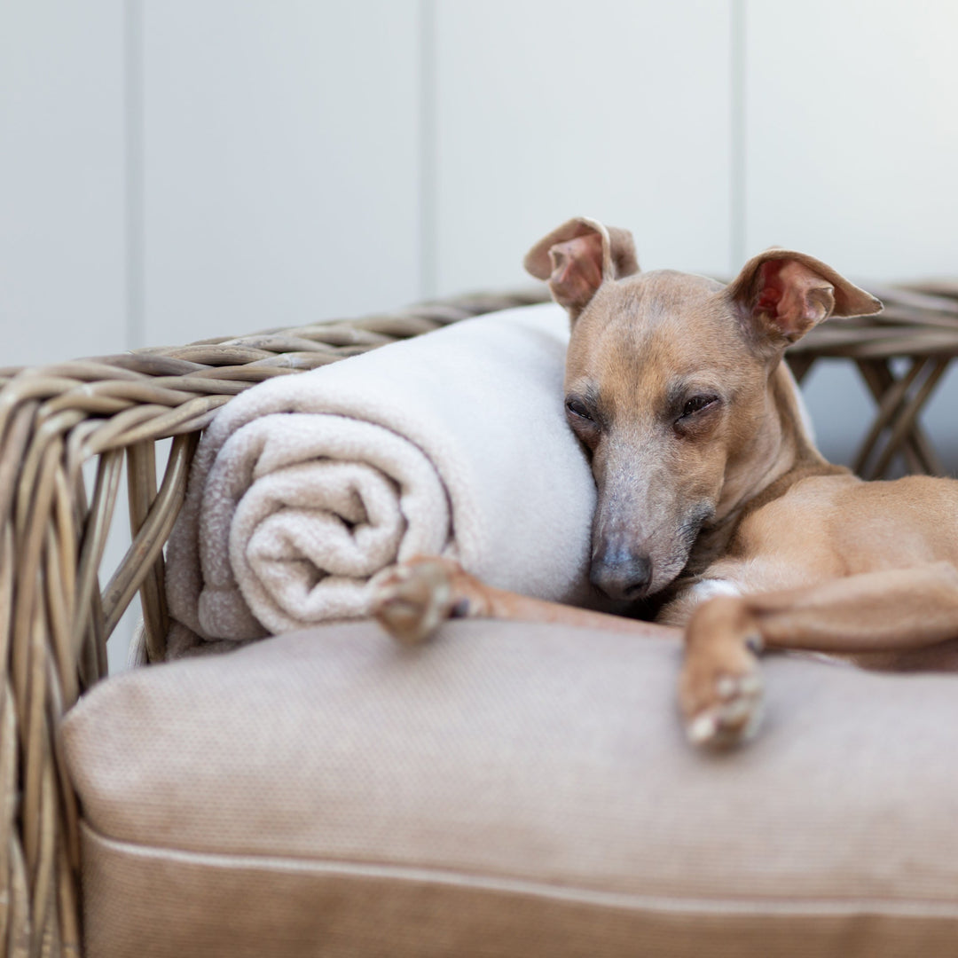 Italian Greyhound sleeping on a luxury dog bed mattress on a Raised Rattan Dog Bed fram, resting his head on a stylish fleece dog blanket.