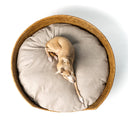 An aerial view of a golden tan colour round Rattan Dog Basket on a white background with a beige mattress inside it and a fawn coloured Italian Greyhound dog lying on the mattress.
