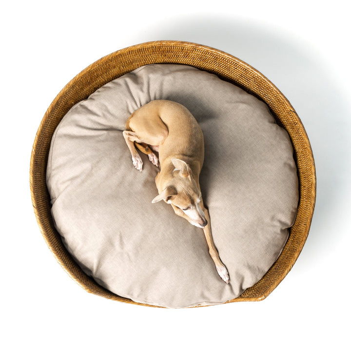 An aerial view of a golden tan colour round Rattan Dog Basket on a white background with a beige mattress inside it and a fawn coloured Italian Greyhound dog lying on the mattress.