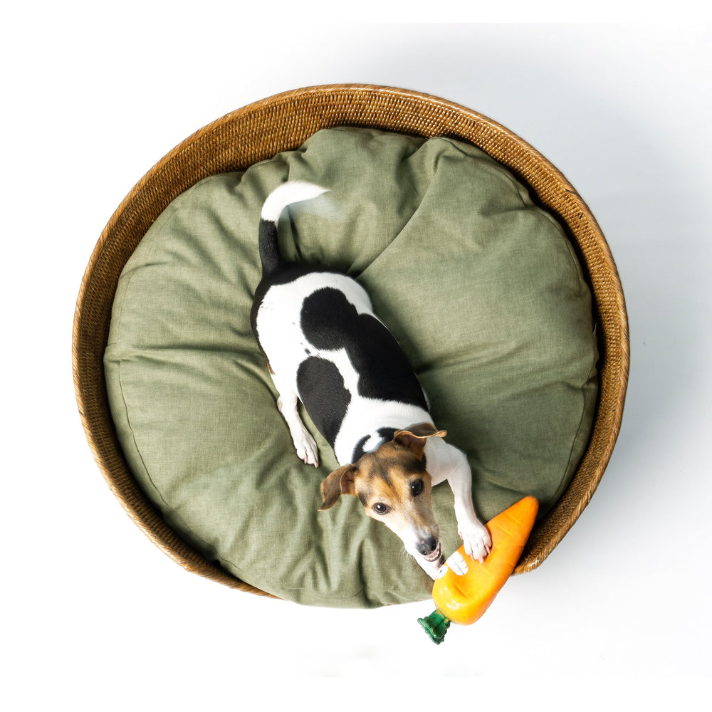 An aerial shot of a golden tan coloured round rattan dog basket on a white background with a fern green dog bed mattress inside it and a jack russell terrier dog lying on the mattress with a carrot shaped dog toy looking up at the camera.