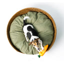 An aerial shot of a golden tan coloured round rattan dog basket on a white background with a fern green dog bed mattress inside it and a jack russell terrier dog lying on the mattress with a carrot shaped dog toy looking up at the camera.
